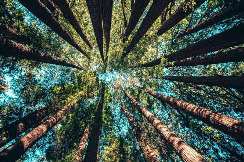 Aponévrosite plantaire solutions naturelles pour apaiser vos maux