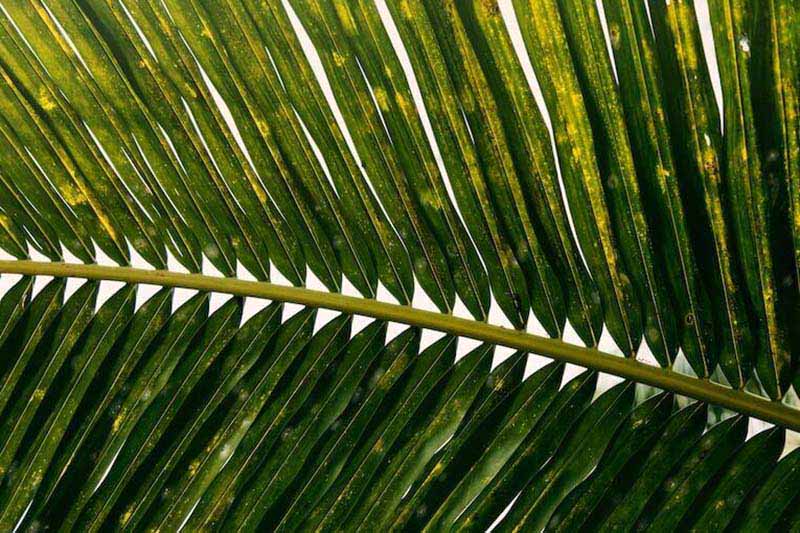 Fourmillement dans les pieds et les orteils